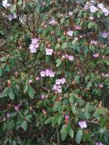 Rhododendron campanulatum