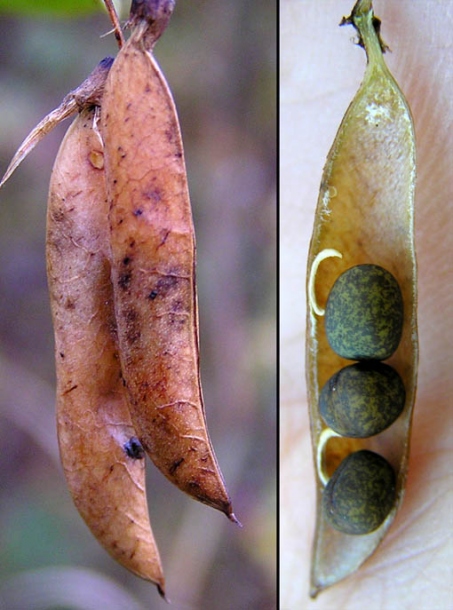 Image of Vicia unijuga specimen.