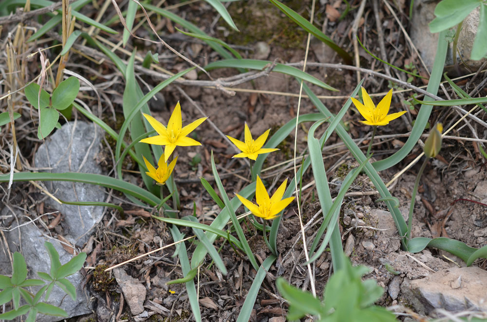 Image of Tulipa dasystemon specimen.