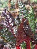 Beta vulgaris ssp. cicla