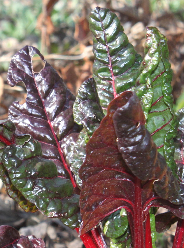 Image of Beta vulgaris ssp. cicla specimen.
