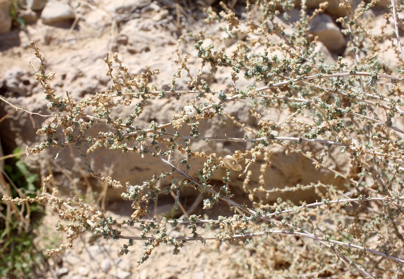 Image of Salsola cyclophylla specimen.