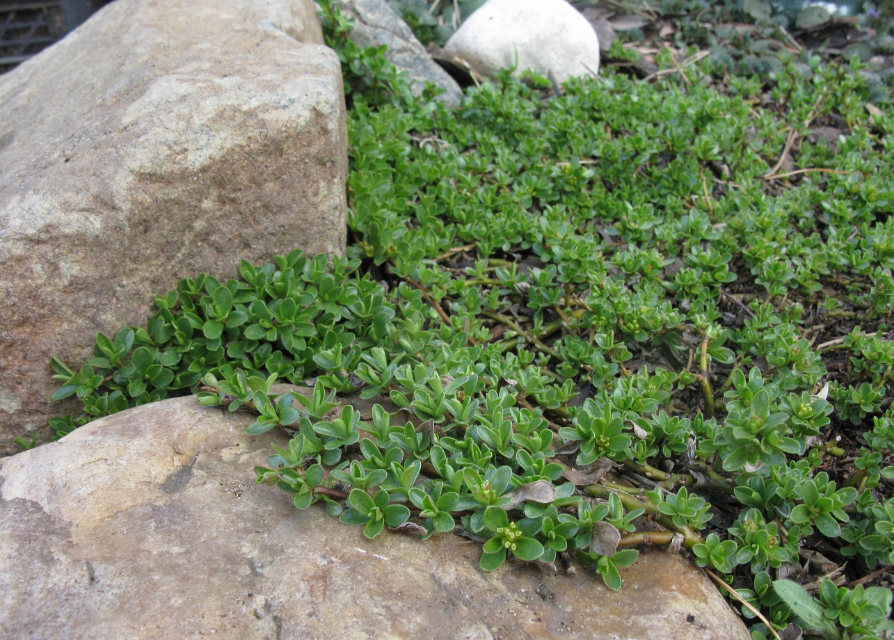 Image of Salix serpillifolia specimen.