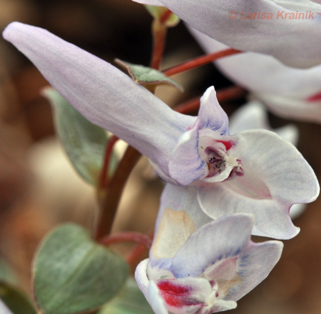 Image of Corydalis repens specimen.