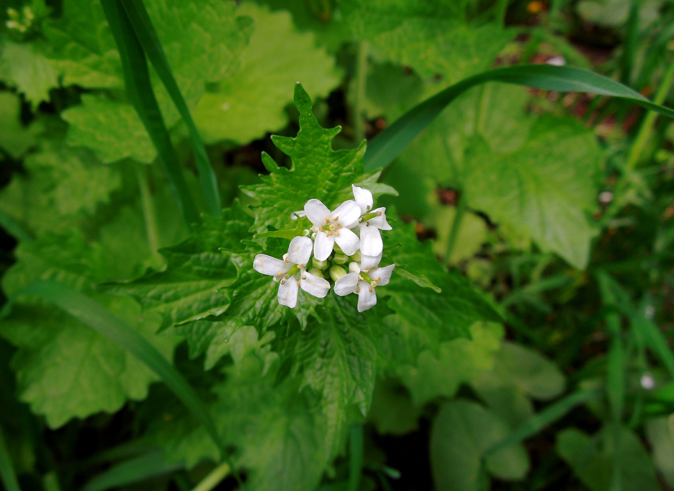 Image of Alliaria petiolata specimen.