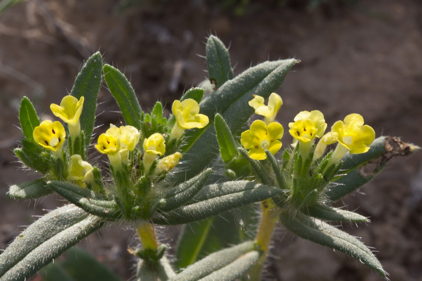 Изображение особи Arnebia decumbens.