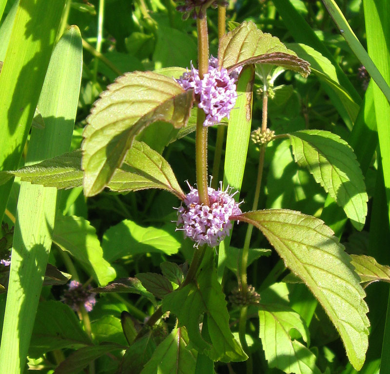 Image of Mentha arvensis specimen.