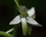 Platanthera bifolia