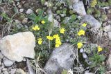 Draba bruniifolia