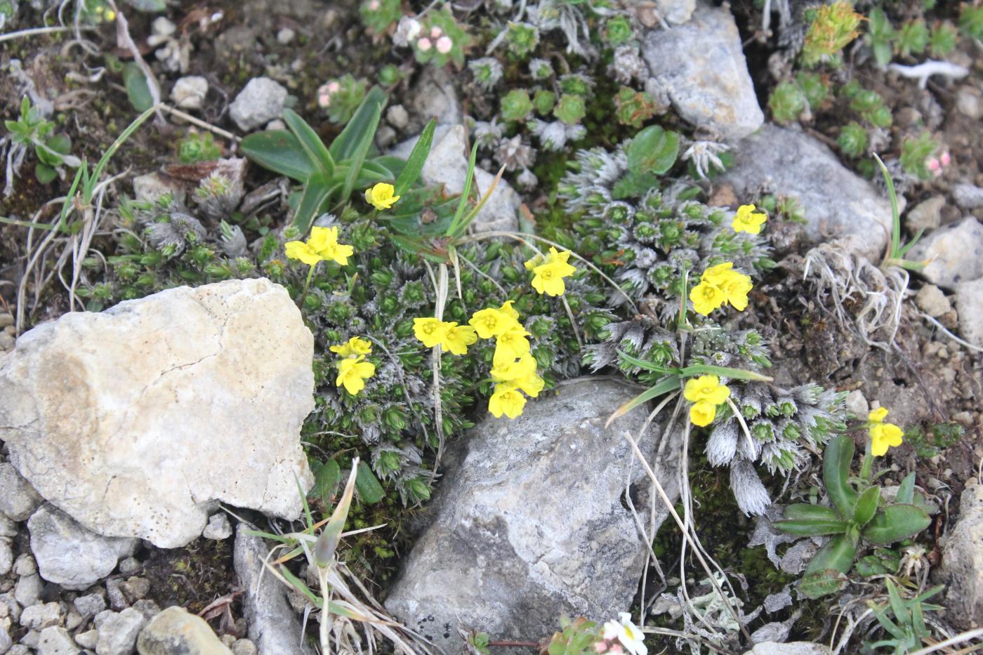 Image of Draba bruniifolia specimen.