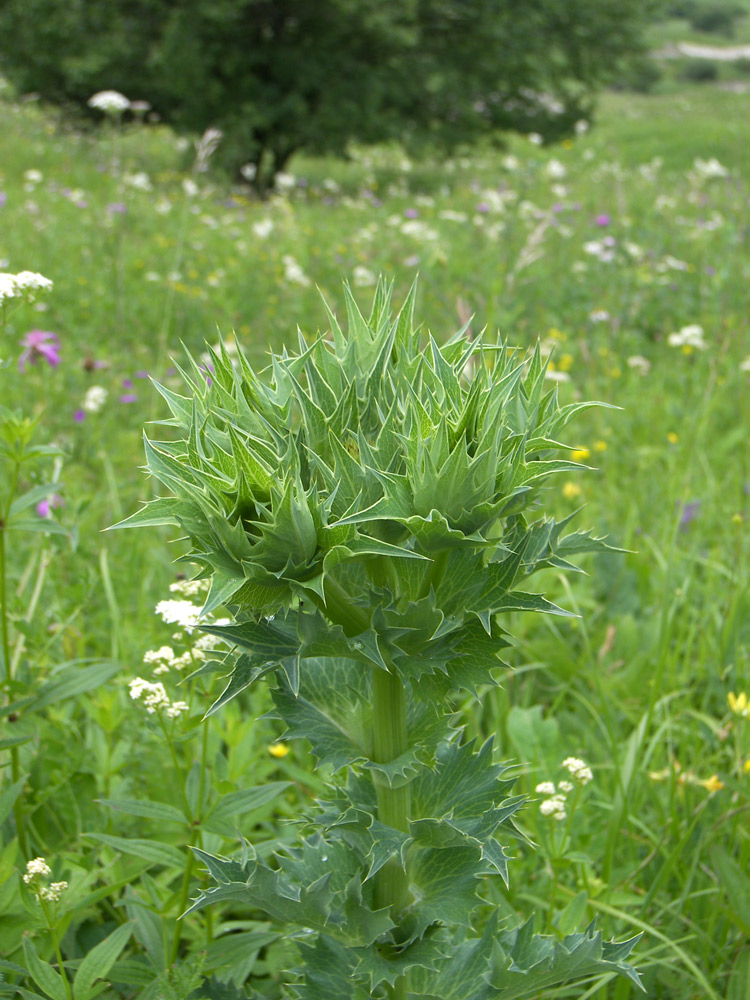 Изображение особи Eryngium giganteum.