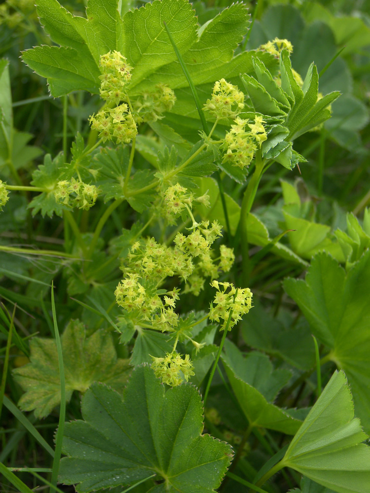 Image of Alchemilla microdonta specimen.