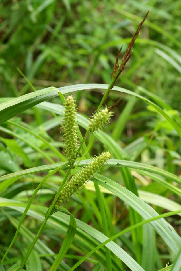 Изображение особи Carex rhynchophysa.