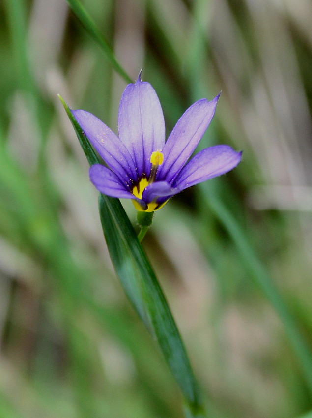 Image of genus Sisyrinchium specimen.