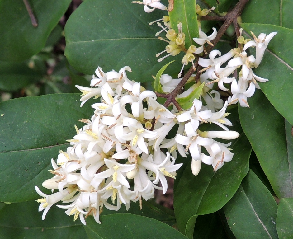 Изображение особи Ligustrum yezoense.