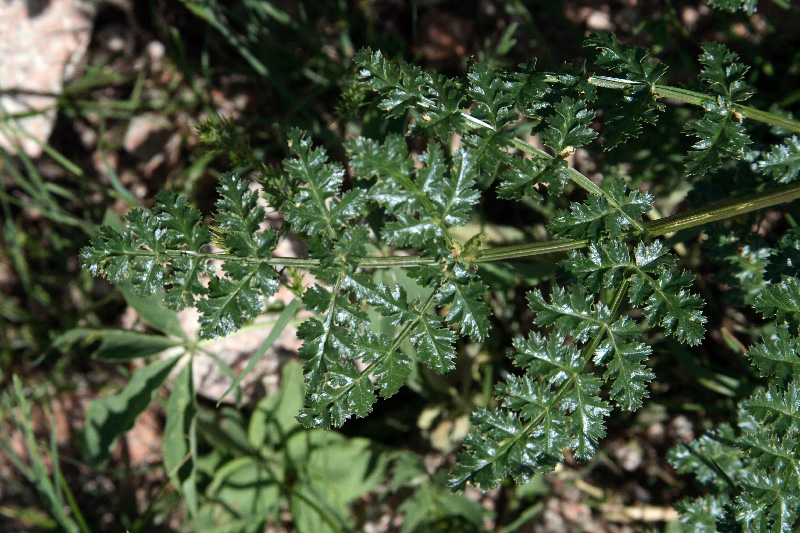 Image of Ferula samarkandica specimen.