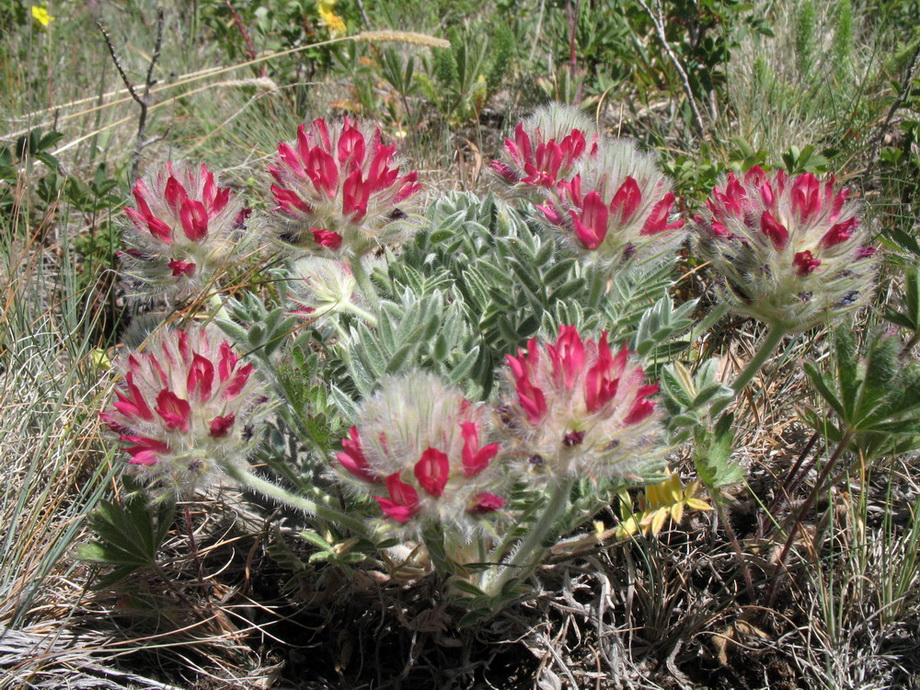 Image of Oxytropis trichocalycina specimen.