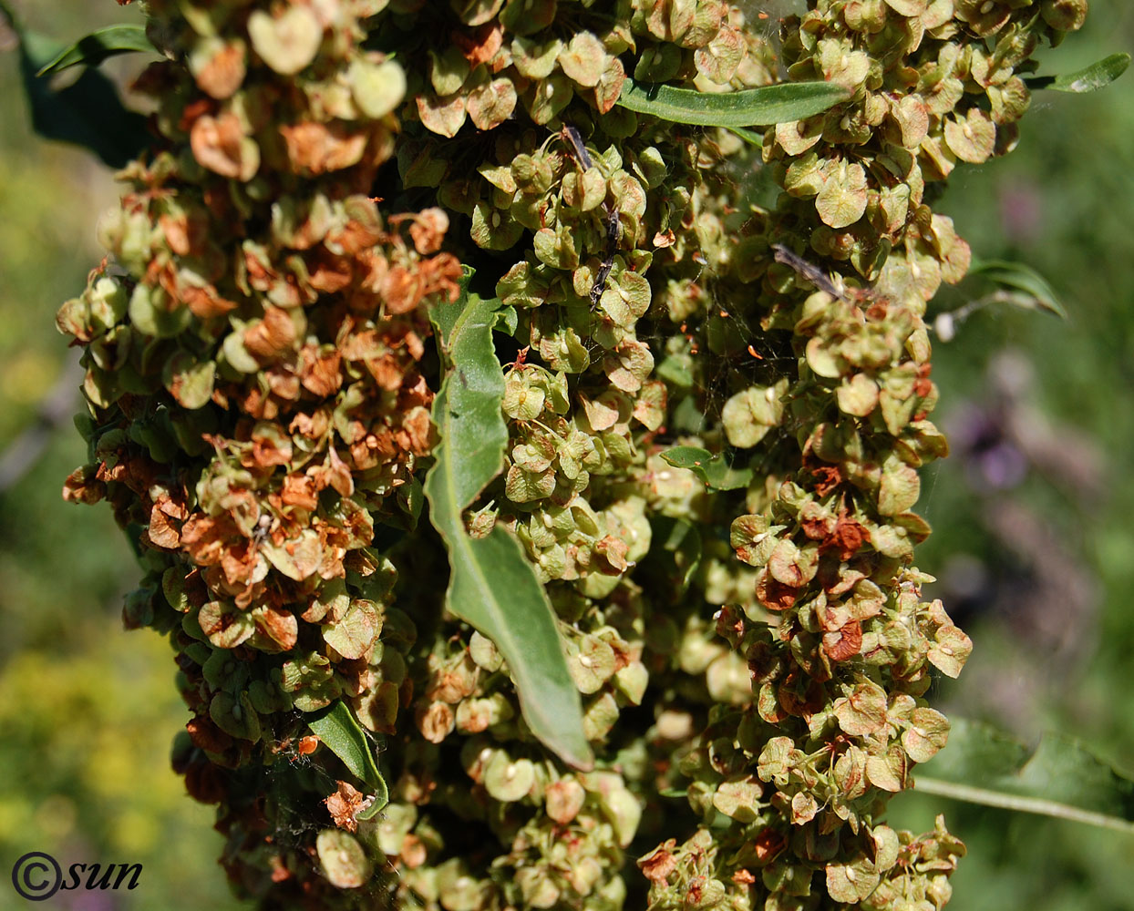 Изображение особи Rumex patientia ssp. orientalis.