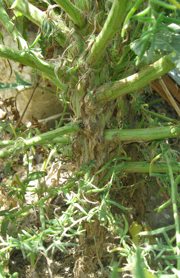 Image of Sedobassia sedoides specimen.