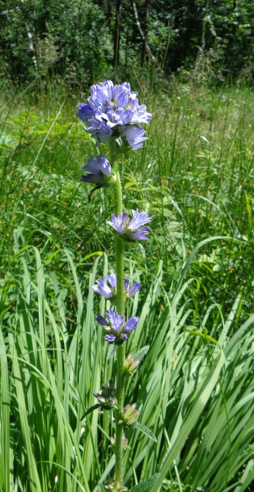 Изображение особи Campanula cervicaria.