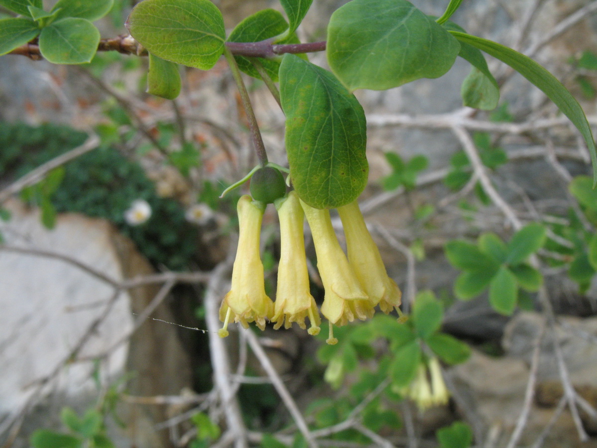 Image of Lonicera simulatrix specimen.