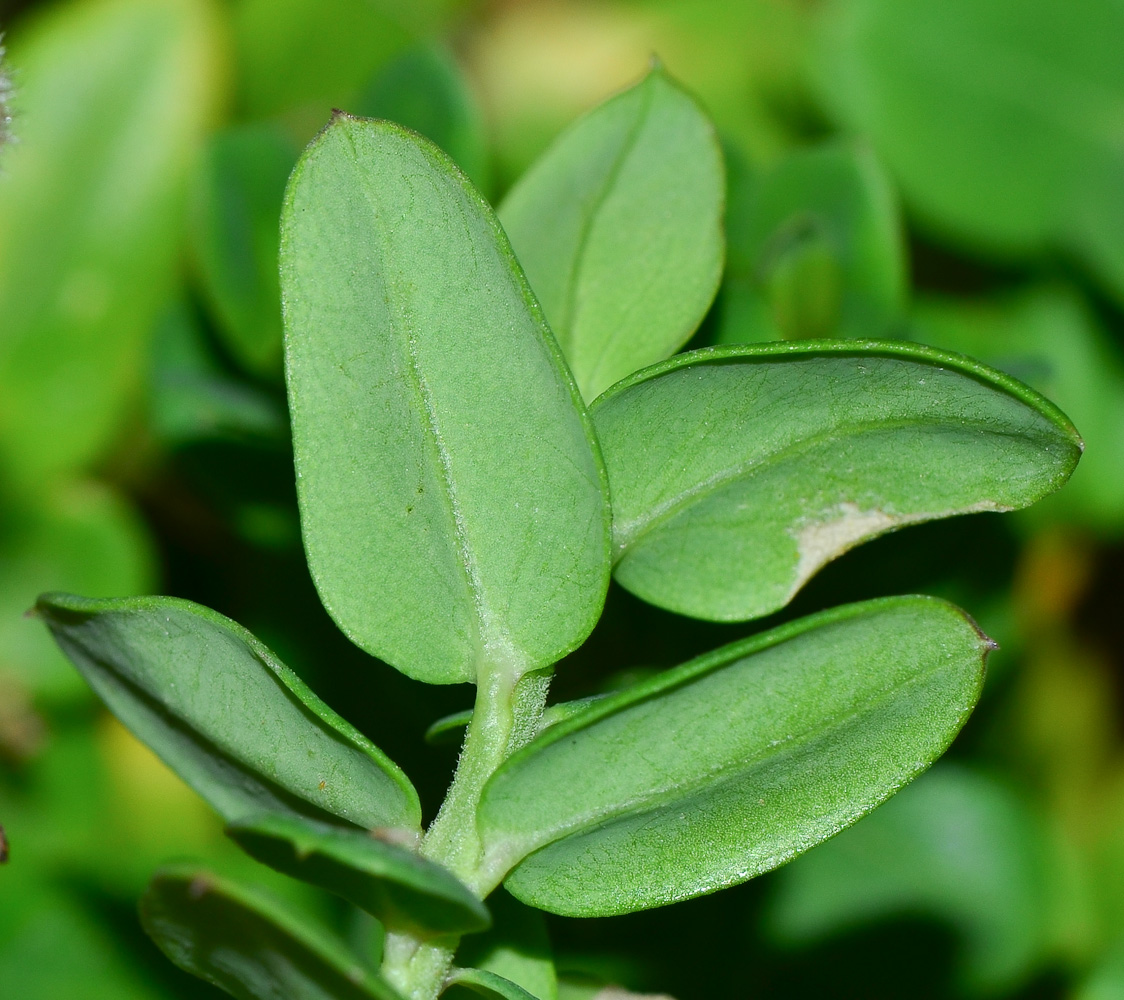 Image of Polygala myrtifolia specimen.