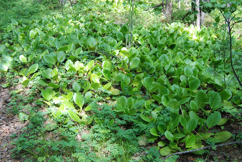 Изображение особи Bergenia crassifolia.