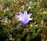 Campanula rotundifolia