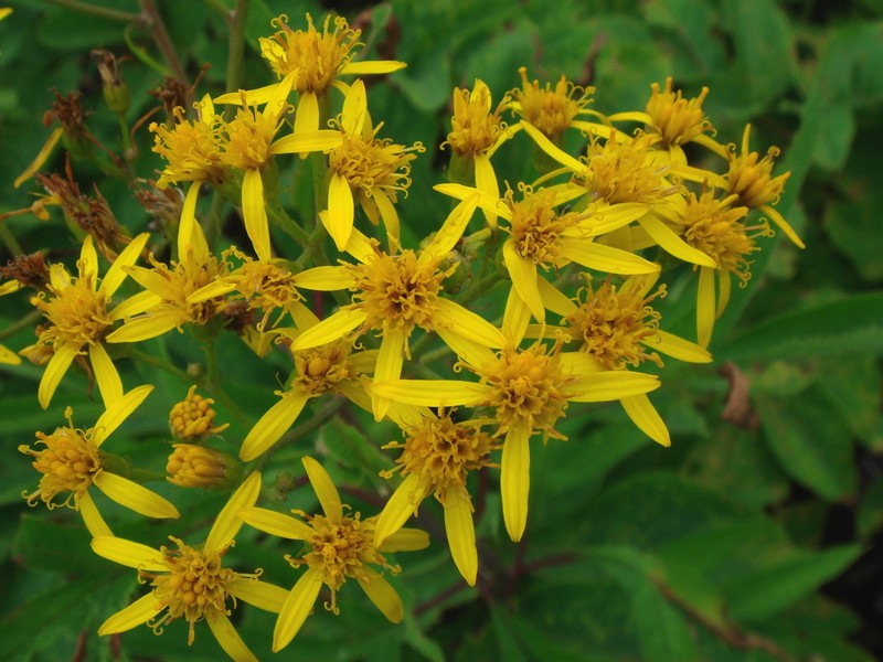 Image of Senecio cannabifolius specimen.