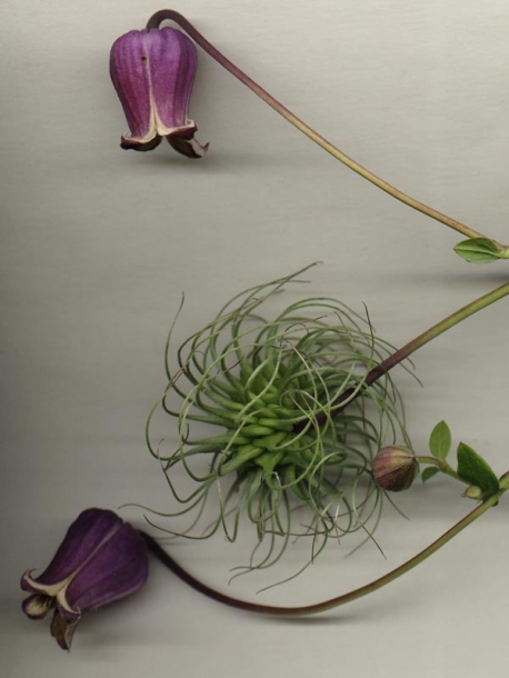 Изображение особи Clematis fusca.