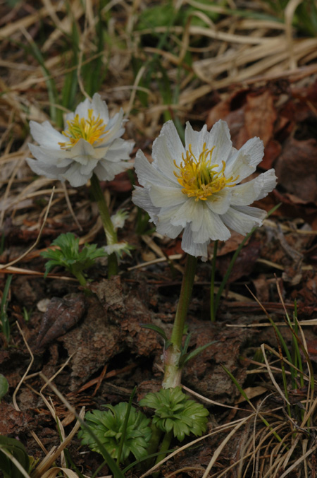 Изображение особи Trollius lilacinus.