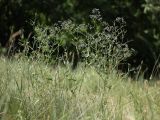 Gypsophila paniculata. Цветущее растение на остепнённом склоне. Белгородская обл., пос. Борисовка, у дендрария заповедника. 28.06.2009.