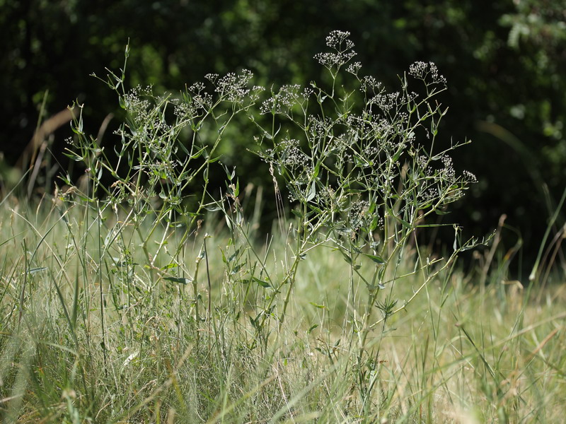 Image of Gypsophila paniculata specimen.
