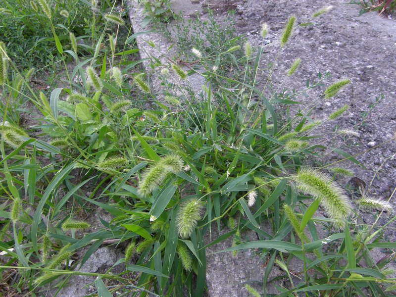 Изображение особи Setaria viridis.