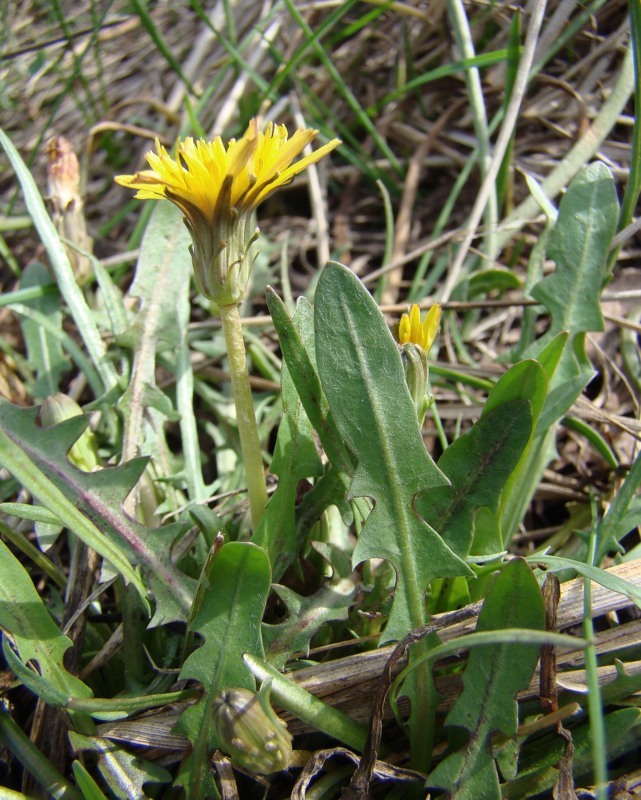 Изображение особи Taraxacum bessarabicum.