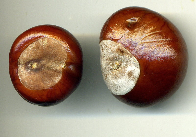 Изображение особи Aesculus hippocastanum.