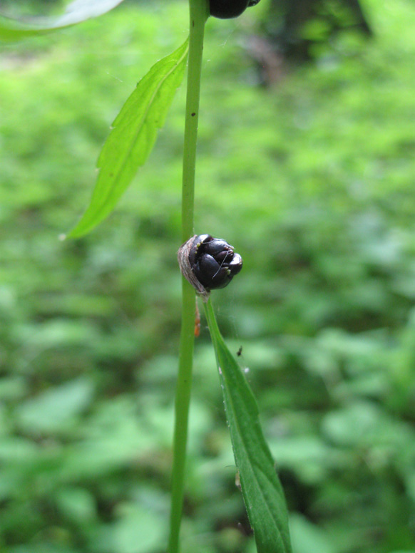 Изображение особи Cardamine bulbifera.