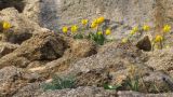 Tulipa suaveolens. Цветущие растения. Крым, Балаклава, обрывы плато Инжир. 16 апреля 2015 г.