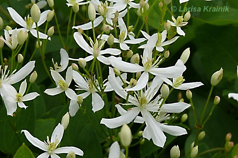 Image of Clematis mandshurica specimen.