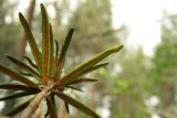 Ledum palustre