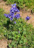 Aquilegia glandulosa