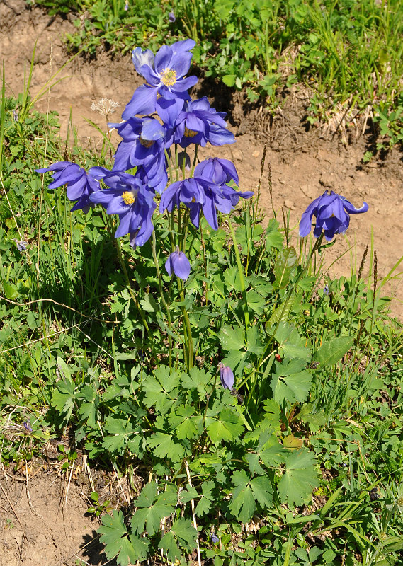 Image of Aquilegia glandulosa specimen.