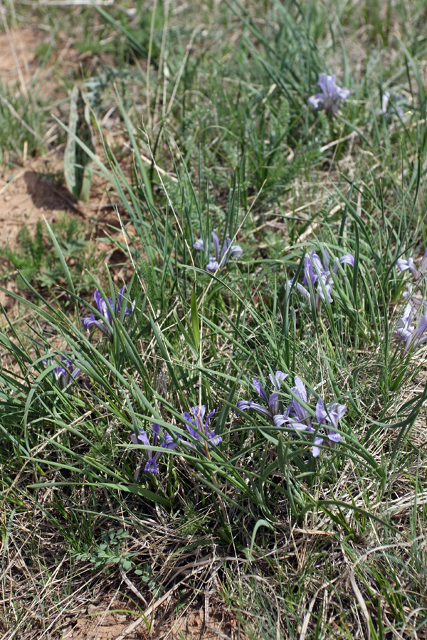 Image of Iris loczyi specimen.