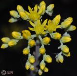 Sedum reflexum