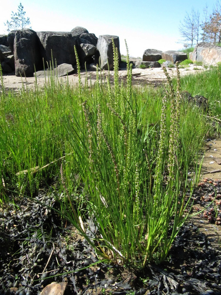 Image of Triglochin maritima specimen.