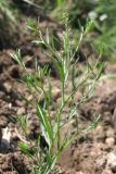 Lepidium ruderale