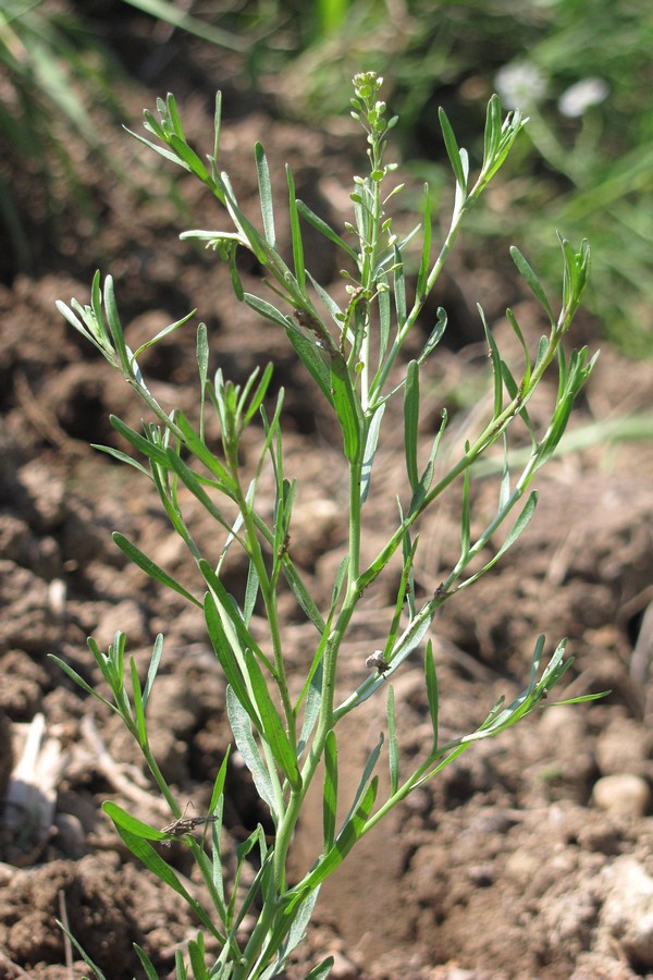 Image of Lepidium ruderale specimen.