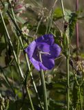 Campanula persicifolia