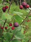 Cotoneaster melanocarpus. Побег с плодами. Иркутская обл., г. Бодайбо, правый борт долины р. Витим. 03.08.2014.