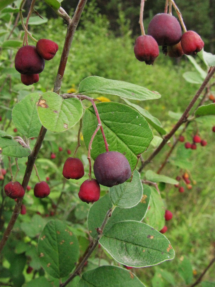 Image of Cotoneaster melanocarpus specimen.